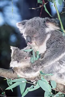 Koala: KOALA - mother and baby eating in tree