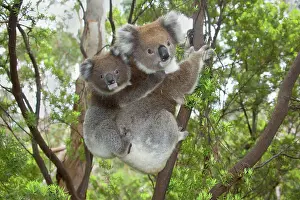 Clings: Koala - mother with piggybacking young climbs up