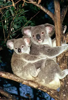 Koalas: Koala - mother in tree with baby