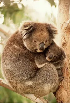 Joey: KOALA - mother and young