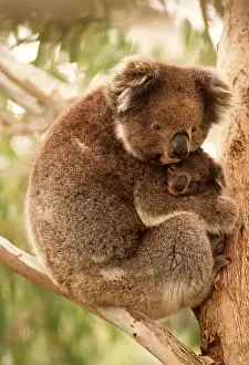 Joey: KOALA - mother and young