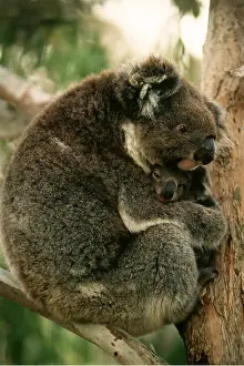 Joey: KOALA - Mother and young in tree