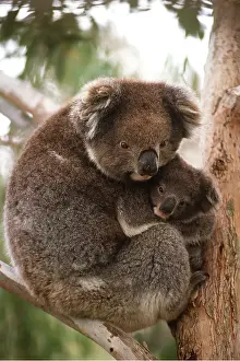 Joey: KOALA - Mother & Young in tree