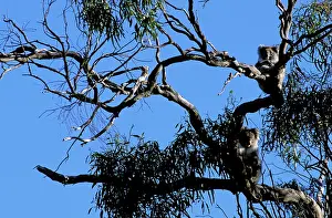 Manna: Koala - On partially defoliated Manna gum: habitat