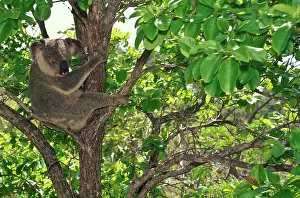 Auscape International: Koala