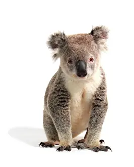 Metatheria: Koala (Phascolarctos cinereus)