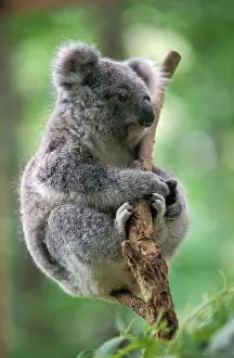 Koala: Koala (phascolarctos cinereus)