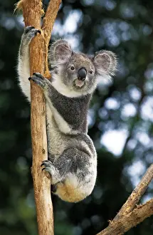 Koala: KOALA (phascolarctos cinereus), ADULT HANGING FROM BRANCH