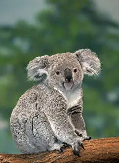 Koala: Koala (phascolarctos cinereus), Female standing on Branch