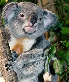 Koala: Koala (phascolarctos cinereus), Male standing on Branch