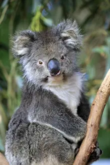 Koala: Koala (Phascolarctos cinereus), adult, animal portrait