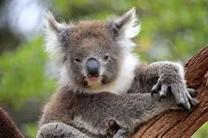 Koala: Koala (Phascolarctos cinereus), adult, animal portrait