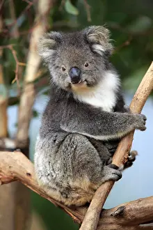 Koala: Koala (Phascolarctos cinereus), adult on branch