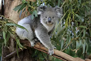 Koala: Koala (Phascolarctos cinereus), adult, climbs in