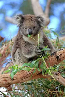 Cinereus: Koala (Phascolarctos cinereus), adult, feeding