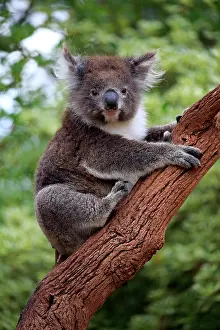 Figure: Koala (Phascolarctos cinereus), adult, Parndana