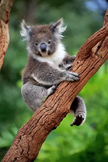 Figure: Koala (Phascolarctos cinereus), adult, Parndana