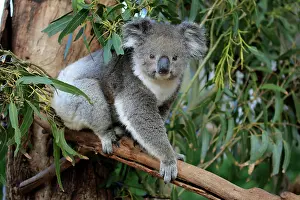 Figure: Koala (Phascolarctos cinereus), adult, Parndana