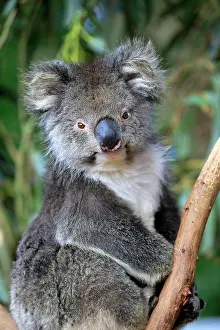 Figure: Koala (Phascolarctos cinereus), adult, Parndana