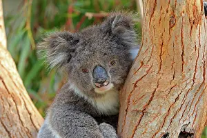 Cinereus: Koala (Phascolarctos cinereus), adult, portrait