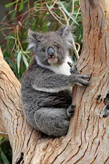 Koala: Koala (Phascolarctos cinereus), adult, sitting in