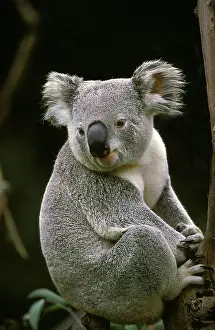 Koala: Koala (phascolarctos cinereus), Adult sitting on
