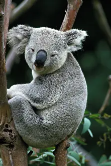 Koala: Koala (phascolarctos cinereus), Adult standing on