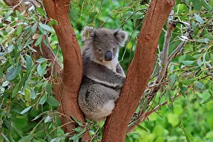 Cinereus: Koala (Phascolarctos cinereus), adult, on tree