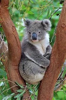 Cinereus: Koala (Phascolarctos cinereus), adult, on tree