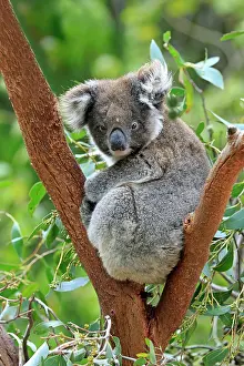 Koala: Koala (Phascolarctos cinereus), adult, on tree