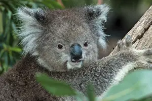 Eucalyptus: Koala