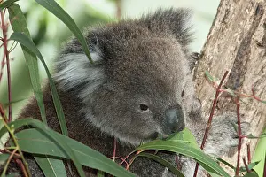 Eucalyptus: Koala