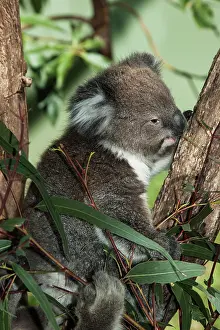 Eucalyptus: Koala