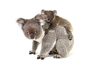 Metatheria: Koala (Phascolarctos cinereus), female with pup