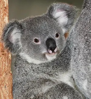 Koala: Koala (phascolarctos cinereus), Female with Young