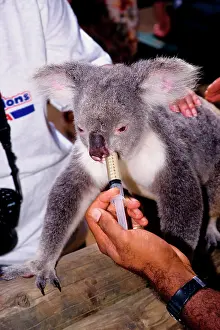 Handler: Koala (Phascolarctos cinereus) being hand-fed;