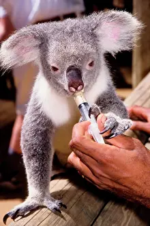 Handler: Koala (Phascolarctos cinereus) being hand-fed