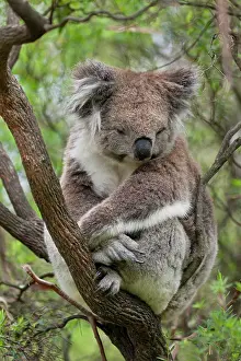 Falling: The Koala (Phascolarctos cinereus) is an iconic