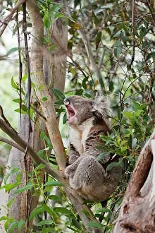 Eucalyptus: The Koala (Phascolarctos cinereus) is an iconic