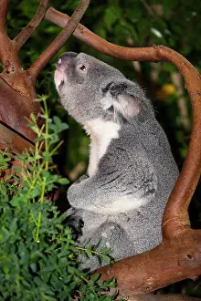 Koala: Koala (phascolarctos cinereus), Male calling