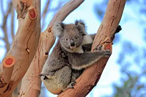 Koala: Koala (Phascolarctos cinereus), mother with young