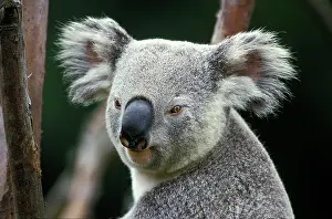 Koala: Koala (phascolarctos cinereus), Portrait of Adult