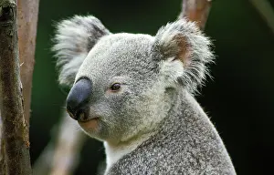 Koala: Koala (phascolarctos cinereus), Portrait of Adult