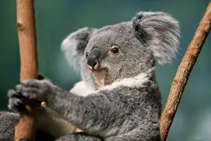 Koala: Koala (phascolarctos cinereus), Portrait of Female