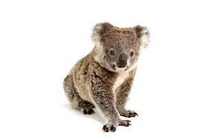 Metatheria: Koala (Phascolarctos cinereus), pup