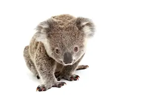 Metatheria: Koala (Phascolarctos cinereus), pup