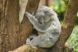Section: Koala (Phascolarctos cinereus) sitting on a tree