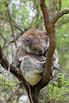 Canopy: Koala (Phascolarctos cinereus) in tree