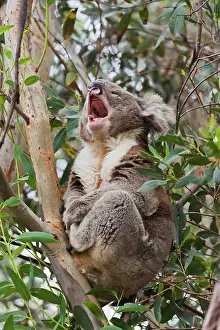 Canopy: Koala (Phascolarctos cinereus) in tree