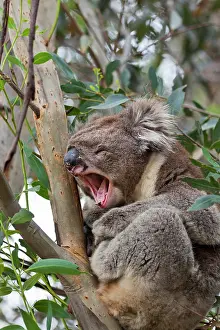 Canopy: Koala (Phascolarctos cinereus) in tree